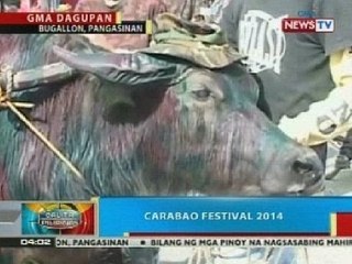 BP: Mga fashionistang kalabaw, pumarada sa isang pista sa Bugallon, Pangasinan