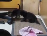 Yavru Kedilere Annelik Yapan Goril