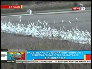 BP: Pagbibilang ng migratory birds sa 5 birdwatching sites sa Bataan, sinimulan na