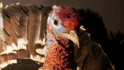À la découverte des animaux moches au Muséum-Aquarium de Nancy