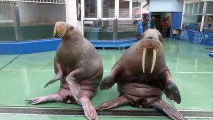 Deux morses dansent sur la chanson "Pen Pineapple Apple Pen"