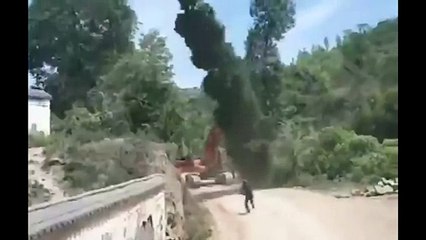 Tree revenge, knocks down man