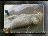 24 Oras: Kakaibang nilalang sa dagat, natagpuan sa Aparri, Cagayan