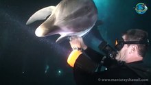 Bottlenose Dolphin Rescue