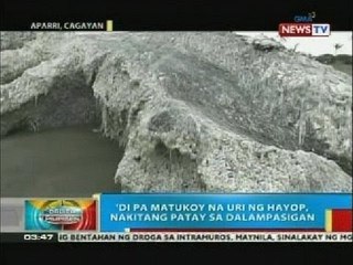 'Di pa matukoy na uri ng hayop, nakitang patay sa dalampasigan sa Aparri, Cagayan