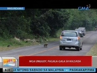 UB: Mga unggoy, pagala-gala sa kalsada sa Maguindanao