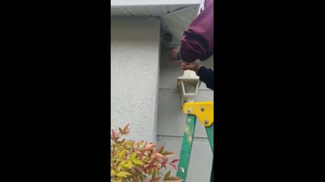 Il détruit un nid de guêpes à mains nues.