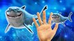 Sharks Cartoons Finger Family Children Nursery Rhymes | Sharks Finger Family Nursery Rhymes