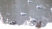 Des Canards et mouettes sous la neige !Adorable
