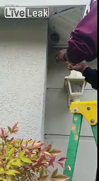 Il détruit un nid de guêpe.. A mains nues !!