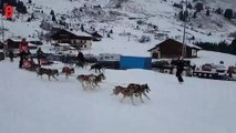 500 chiens de traîneaux participent à une course à travers les Alpes