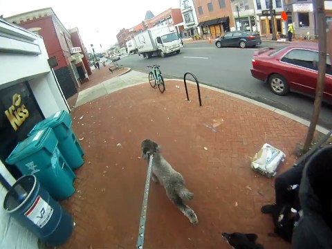 Une promenade en longboard tiré par des chiens