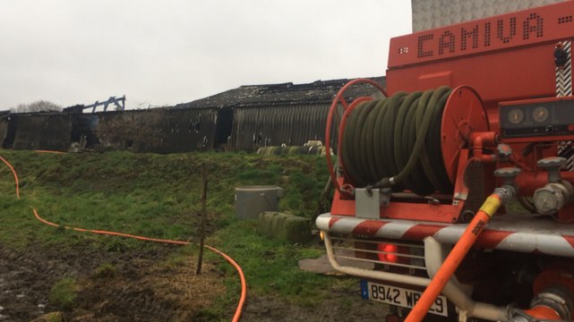 600 cochons périssent dans un incendie