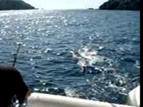 barracuda moulin electrique peche en corse ajaccio