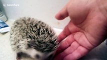 This hedgehog taking a bath is melting hearts
