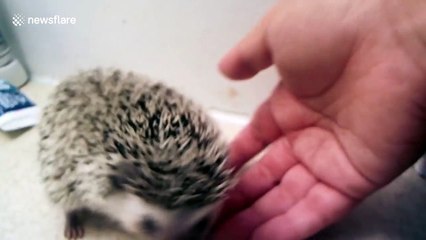 This hedgehog taking a bath is melting hearts