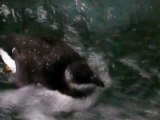 4_Pingouin dans l'eau - Biodôme de Montréal