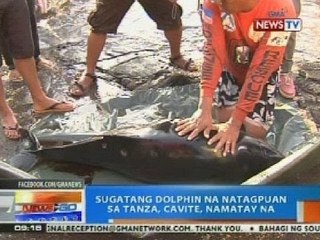 NTG: Sugatang dolphin na natagpuan sa Tanza, Cavite, namatay na