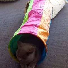 Le chat est dans le tube