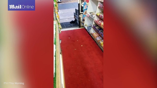 Sneaky squirrel! Squirrel steals chocolate bar from newsagents