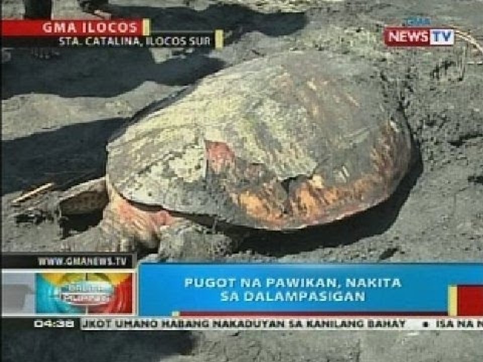BP: Pugot na pawikan, nakita sa dalampasigan sa Sta. Catalina, Ilocos Sur