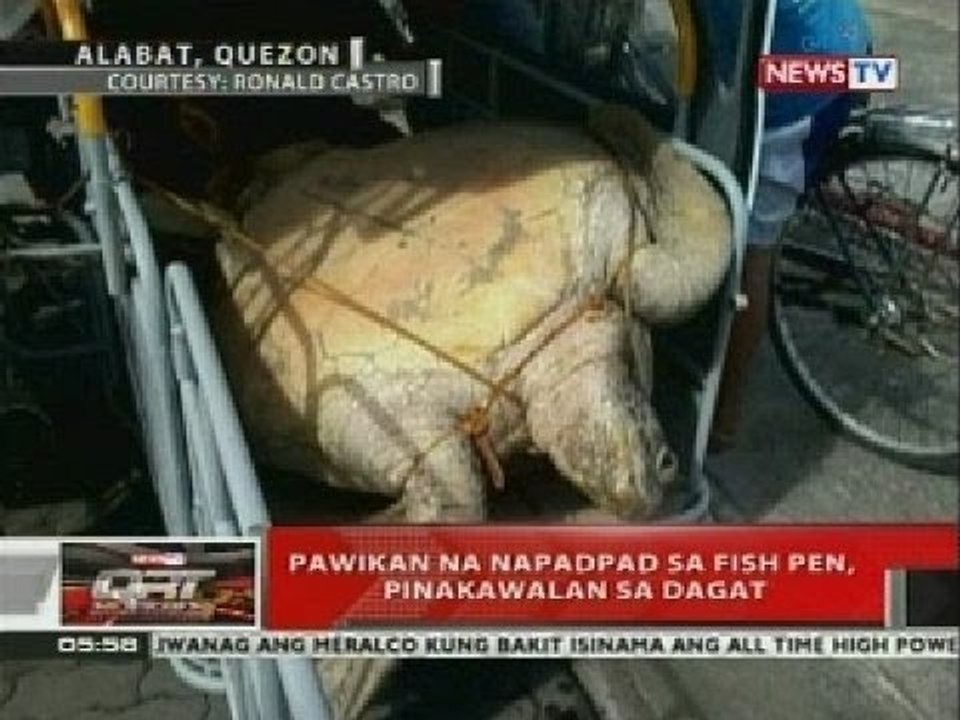 QRT: Pawikan na napadpad sa fish pen, pinakawalan sa dagat
