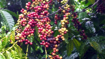 Người đi hái cà phê mướn trên Cao Nguyên Lâm Đồng