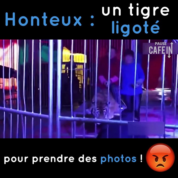 Dans un cirque chinois, un tigre est ligoté pour que les gens prennent des photos