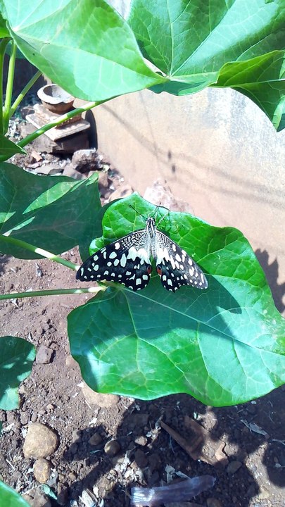 Butterfly
