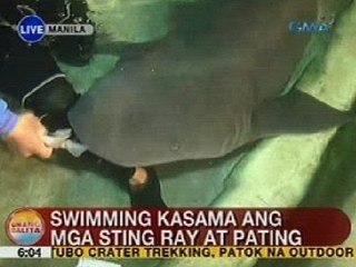 UB: Swimming kasama ang mga sting ray at pating