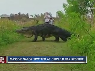 Massive gator spotted at Circle B Bar Reserve in Polk County