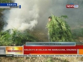 BT: halos P5-M halaga ng marijuana, sinunog