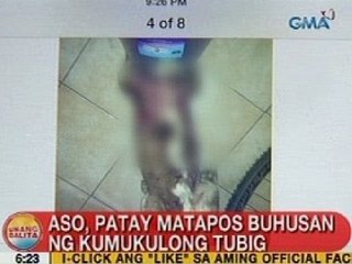 UB: Aso, patay matapos buhusan ng kumukulong tubig