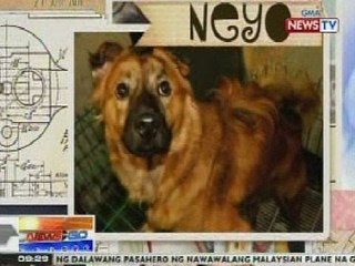 NTG: Mga nagmamalupit sa hayop, maaaring kasuhan sa ilalim ng Animal Welfare Act