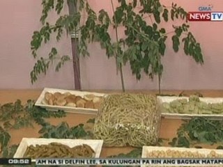 SONA: Panukalang gawing pambansang gulay ang Malunggay, lusot na sa Kamara