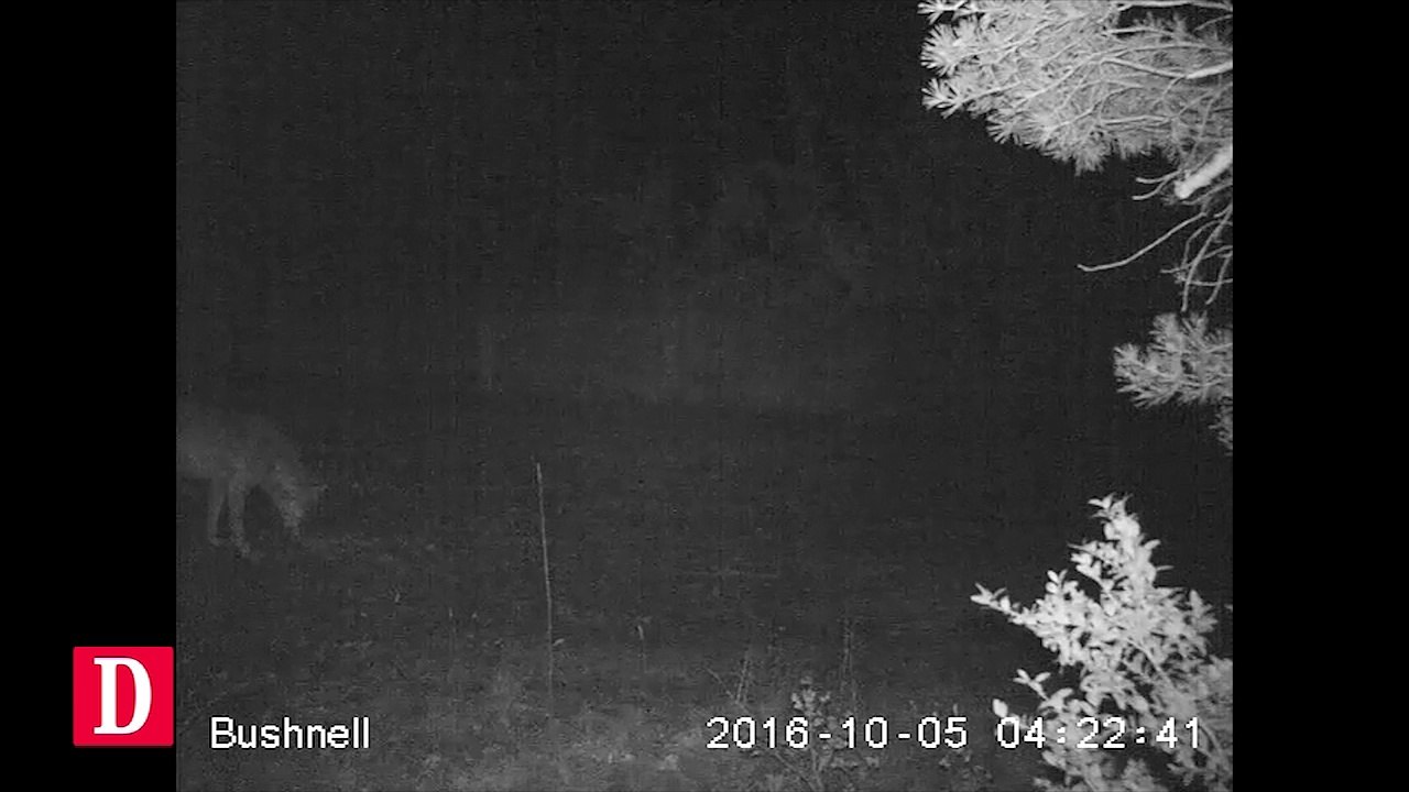 Le loup a été filmé en Aveyron