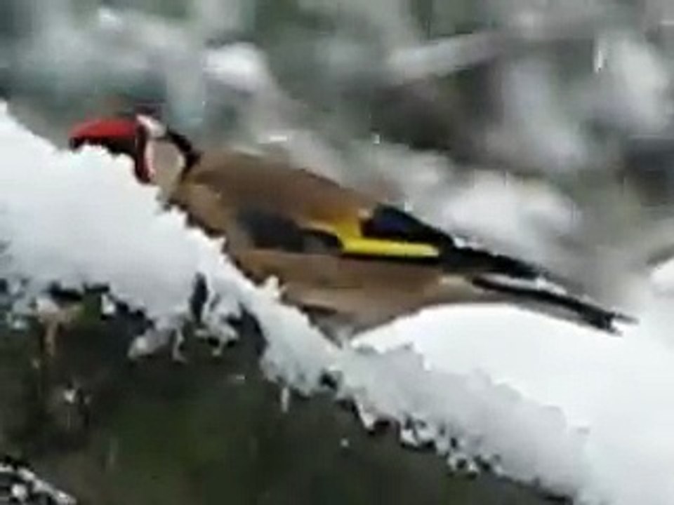 Magnifique Vidéo sur le Chardonneret en période d'hiver et de la neige
