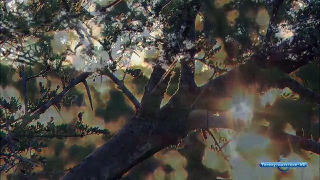 Возвращение белого льва National Geographic