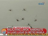 UB: Malalaking lamok, namemeste sa ilang lugar sa Metro Manila