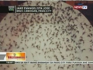 BT: Ilang lugar sa Metro Manila, pinepeste ng mga lamok