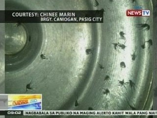 NTG: Naglalakihang mga lamok, inirereklamo ng ilang residente sa Maynila