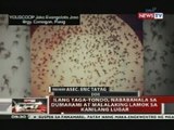 Mga residente sa ilang lugar sa Metro Manila, nababahala sa pagdami ng lamok