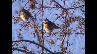 Дрозды ( зимнее лакомство) Thrushes. (winter delicacy)