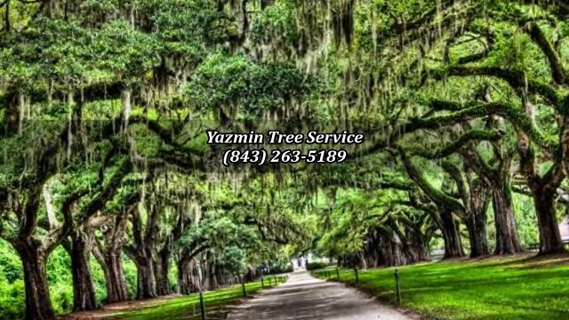 Yazmin Tree Service - (843) 263-5189