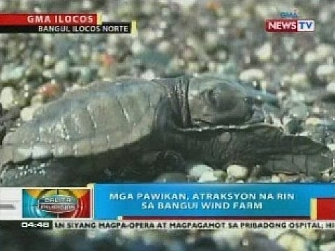 BP: Bangui wind farm sa Ilocos Norte, balak na ring gawing pawikan sanctuary