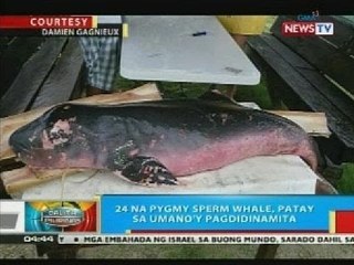 BP: 24 na pygmy sperm whale, patay sa umano'y pagdidinamita sa Siargao Island