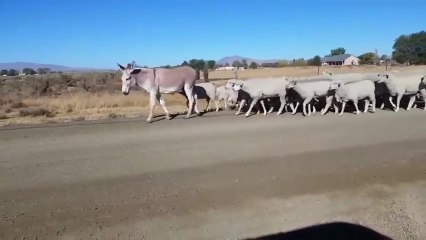 Koyun Sürüsüne Çobanlık Yapan Eşek