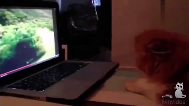 приколы 2017 Приколы с котами подборка приколов coub 2016 Best Coub тест на музыкальные приколы