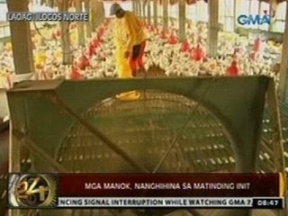 24 Oras: Mga manok, nanghihina sa matinding init