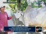 Ilang karne, nagmahal dahil sa mas magastos na pag-aalaga sa hayop ngayong tag-init